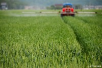 /album/%e5%a4%8f/%e5%a4%a7%e9%ba%a6%e7%95%91%e3%80%80%ef%bd%9e%e9%9d%92%e3%80%85%e5%85%83%e6%b0%97%e3%81%ab%e5%ae%9f%e3%81%a3%e3%81%a6%e3%81%be%e3%81%99%ef%bd%9e-jpg/